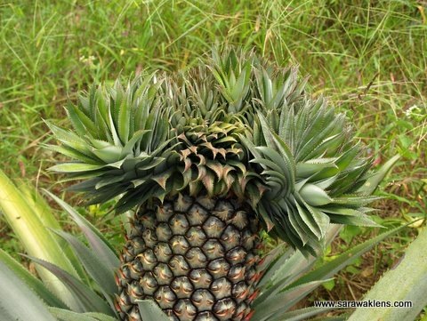 [pineapple_multiple_crowns3%255B5%255D.jpg]