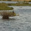 Double-Crested Cormorant 
