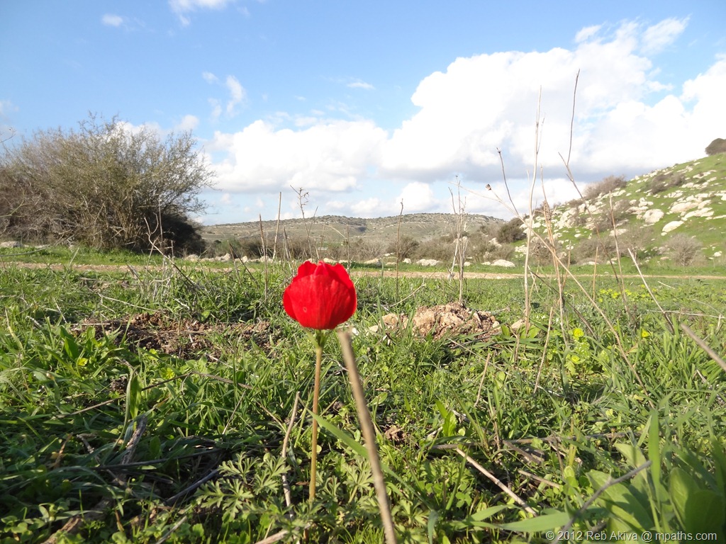 [2012-01-20%2520Flower%2520Hill%2520Tatti%2520Haviva%2520064%255B6%255D.jpg]