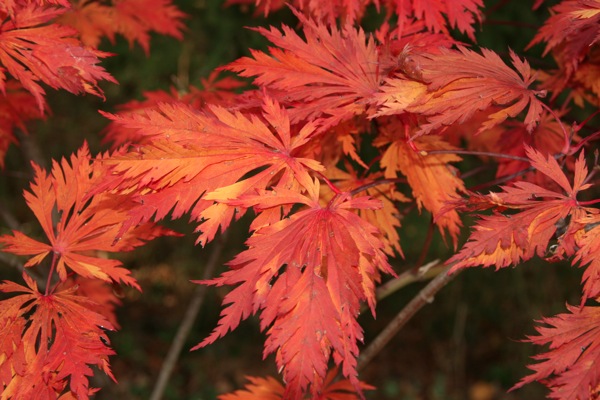 leaves.jpg Leaves
