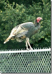 Turkey on the fence