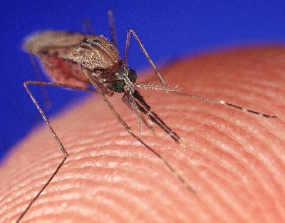 [Mosquito%2520biting%2520from%2520HowStuffWorks%255B2%255D.jpg]