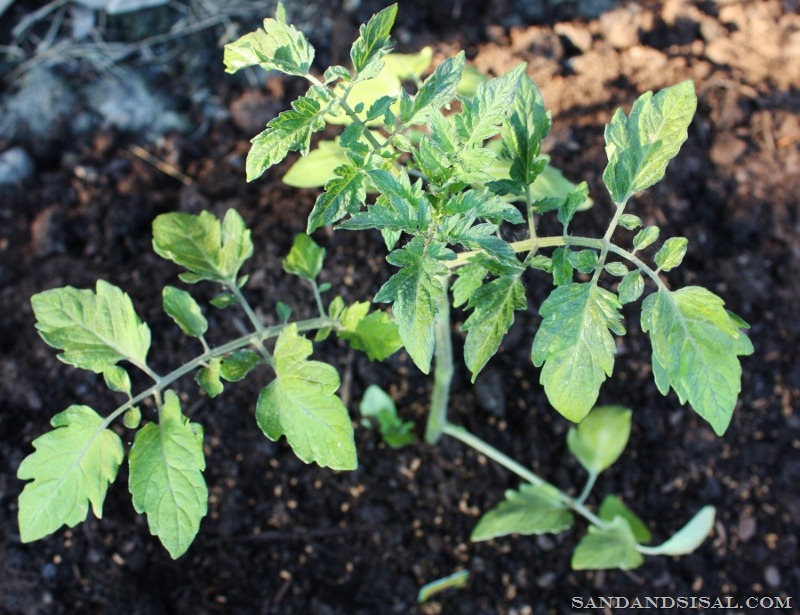 [Growing%2520Tomatoes%2520organically%2520with%2520Whitney%2520Farms%2520%2528800x615%2529%255B8%255D.jpg]