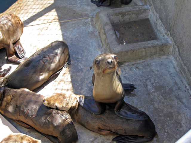 Rescued sea lions housed at SeaWorld in Mission Bay, March 2015. More than 550 marine mammals have been rescued so far in 2015, which is more than double the usual number, said SeaWorld spokesman David Koontz. Photo: Dave Schwab / San Diego Community News Group