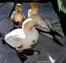 [Gannets%2520-%2520Sanccob%2520website%255B7%255D.jpg]