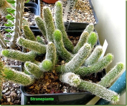 Stapelianthus pilosus 2011-07-03