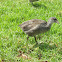 American coot (juvenile)