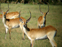 Red Lechwe - Okavango Delta