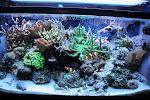 40G reef Jan 2009