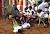 Jallikattu–Bull Taming Sport in India