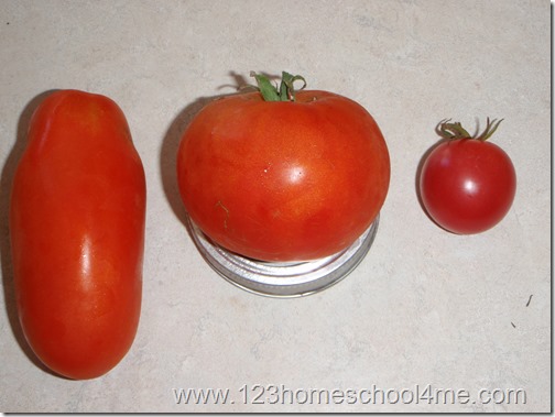 Different types of Tomatoes Different types of Tomatoes