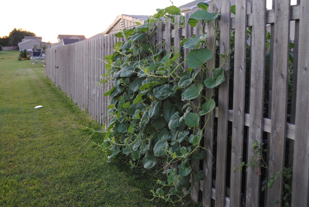 [Garden%2520Sept%25205%2520%25282%2529%255B6%255D.jpg]
