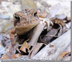 SueReno_ToadPortrait