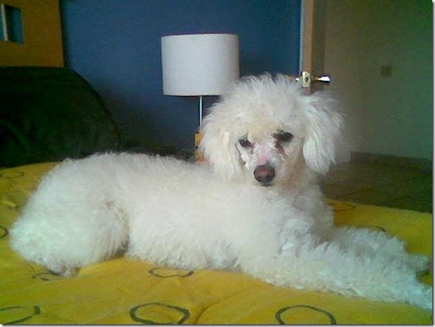 fotos de perritos imagenesifotos.blogspot (15)