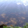 dsc02986.jpg