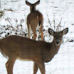 IMG_1672.JPG