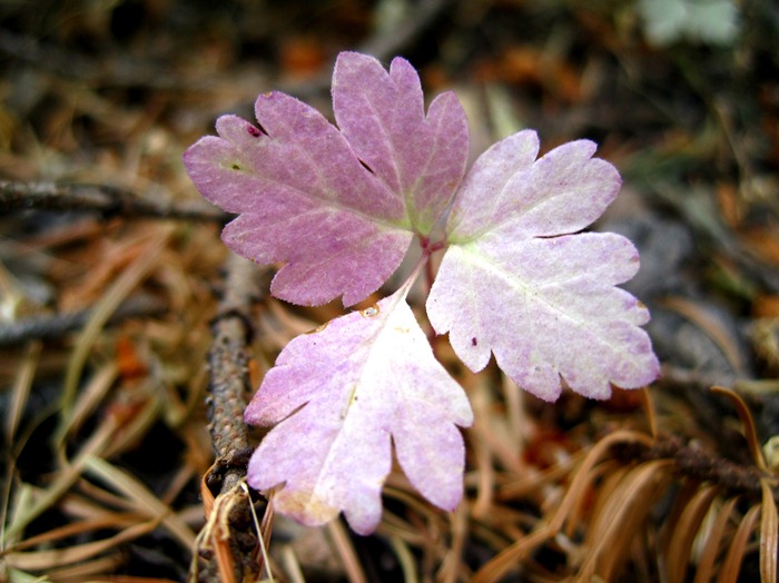 neat little red leaves in Millcreek Canyon UT