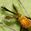 Golden Mosquito