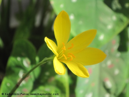 [RainLily%255B5%255D.jpg]