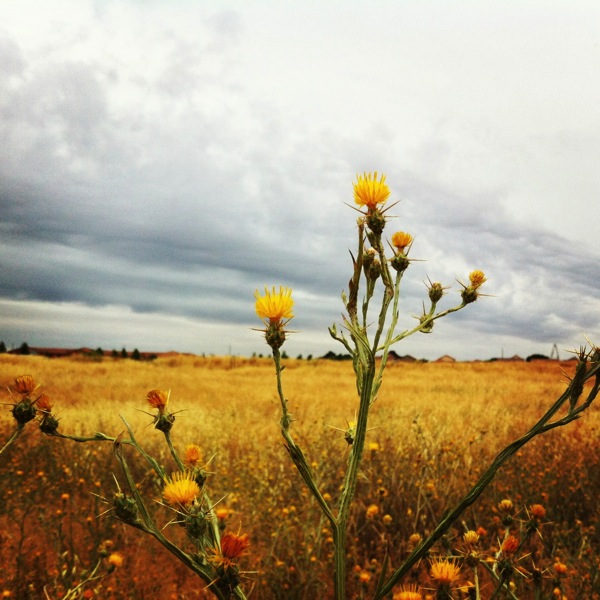 Field clouds