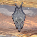 Murciélago Hocicudo Mayor