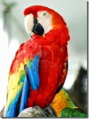 3542601-red-macaw-bird