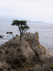 The Lone Cypress