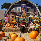 Pumpkins at Lemos Farm - October 2, 2011