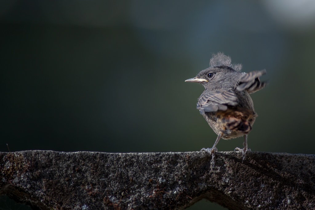 [Rabirruivo_juvenil%255B1%255D.jpg]