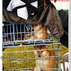 Pedigree Dogs 018.jpg