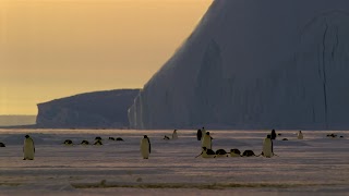 Pinguin (7).jpg Pinguin (7).jpg