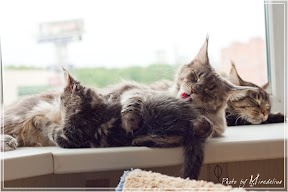 Фото история котят мейн кун в возрасте 7,5 недель 31