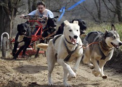 cão trabalhando
