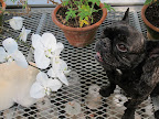 Some of Martha's orchids are blooming beautifully, Sharkey!