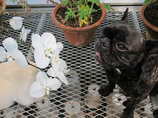 Some of Martha's orchids are blooming beautifully, Sharkey!