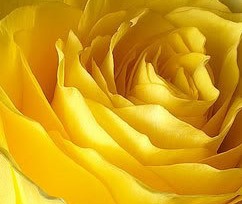 [Yellow-Rose%255B7%255D.jpg]