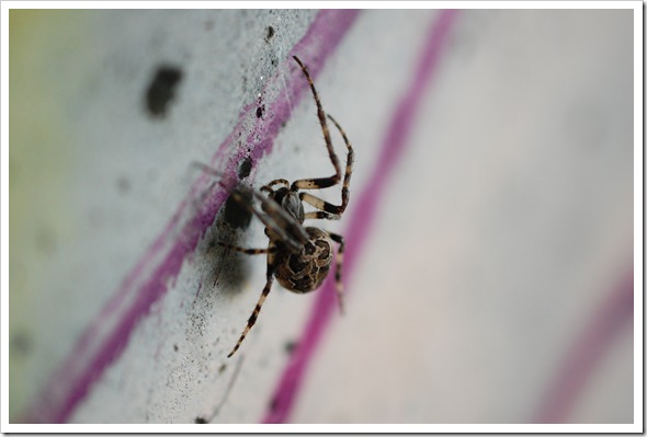 Spider Graffiti