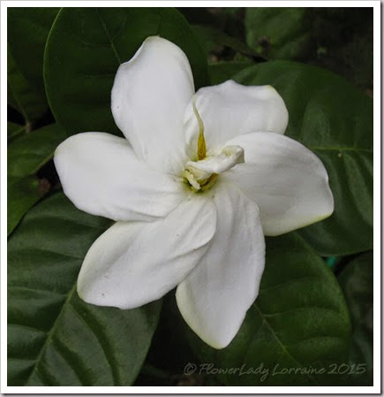 01-20-tahitian-gardenia