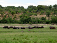 Hippos in Chobe