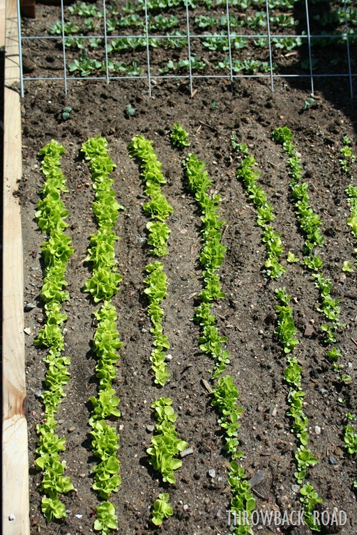 [garden%2520tour%2520may%252029%2520013%255B5%255D.jpg]