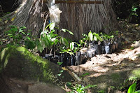 pinoyecofarm november_0060.JPG