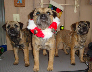 Getting ready for Christmas
Shea, Banks, and Indy