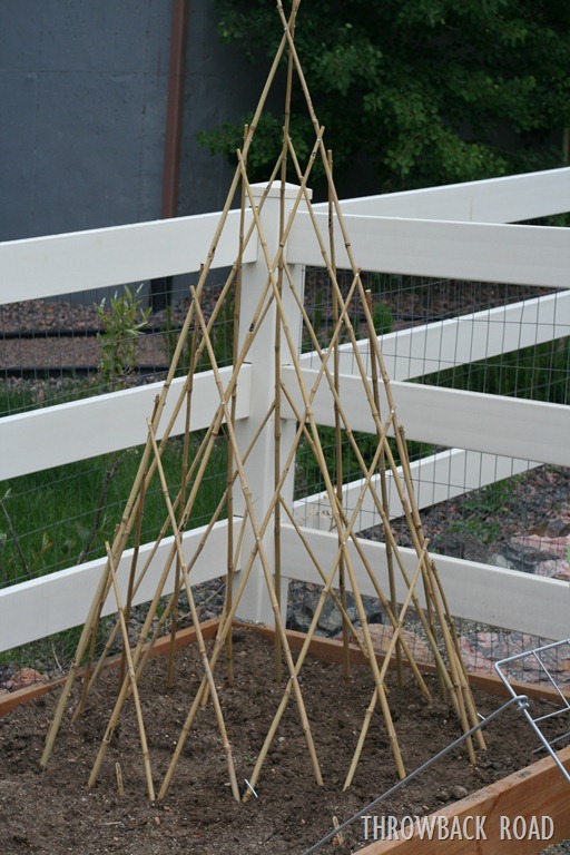 [pizza%2520an%2520garden%2520update%2520026%255B5%255D.jpg]