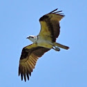 Osprey