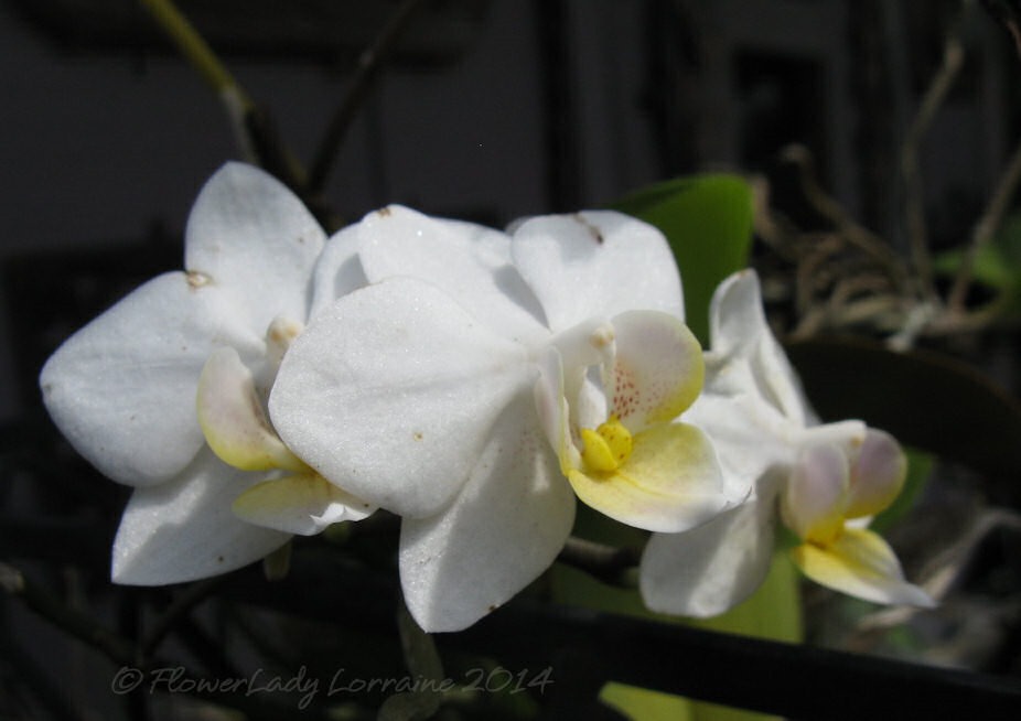 [04-29-unkn-white-orchid3%255B2%255D.jpg]