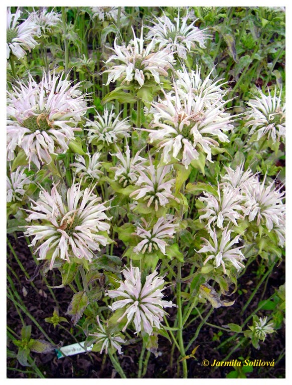 [White%2520BeeBalm%255B4%255D.jpg]