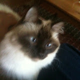 Catsitting Kosmo