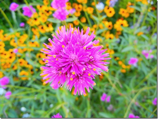 Globe Amaranth