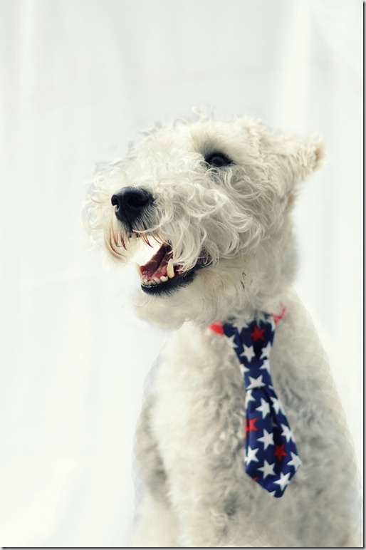 Easy Sew Dog Tie — Decor and the Dog