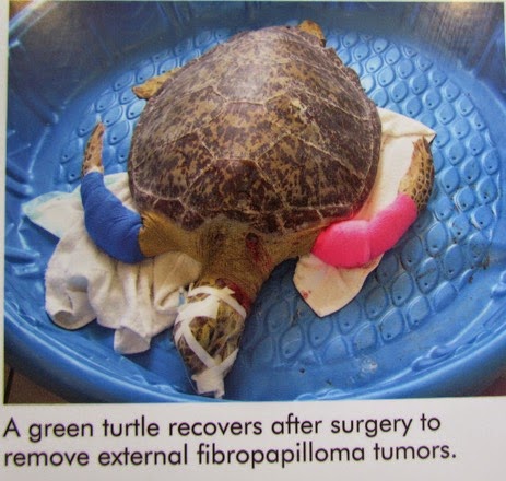 TurtleHospital-4-2015-02-13-22-02.jpg